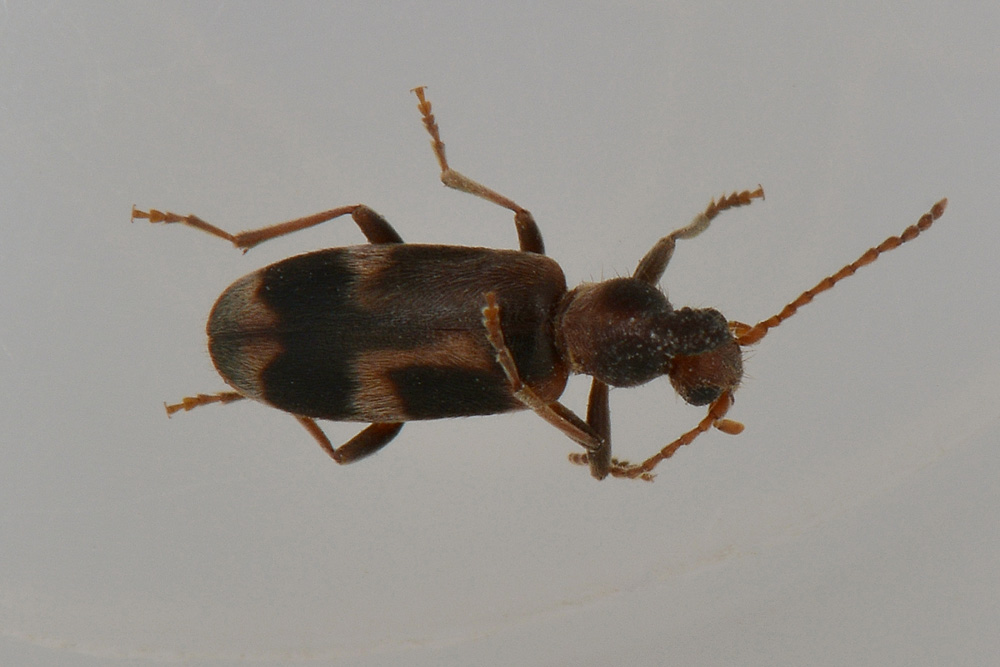 Notoxus brachycerus e Notoxus lonai, Anthicidae